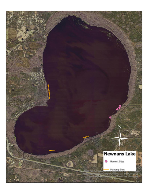 Map of Newnans Lake bulrush planting sites