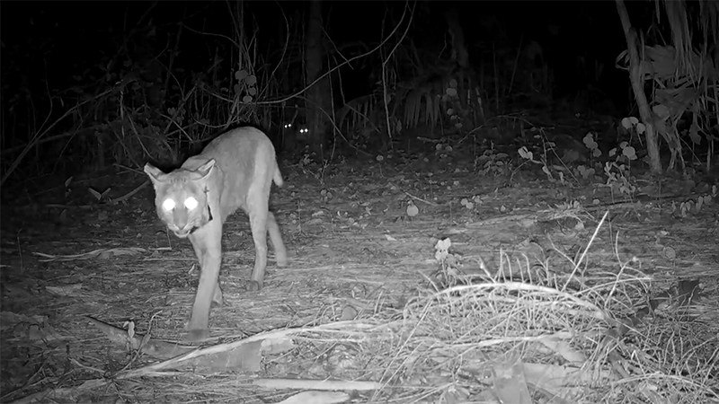 bobcat trail cam