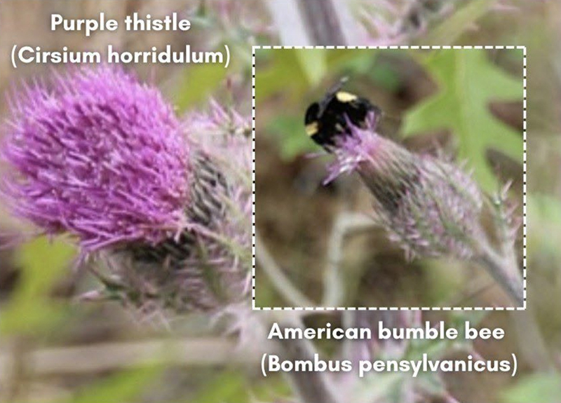 american bumble bee