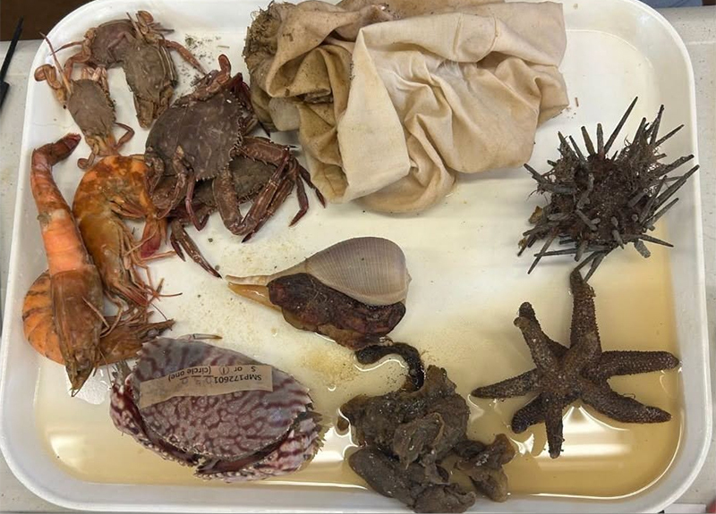 specimen identification