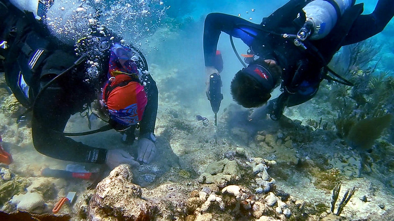coral restoration underwater