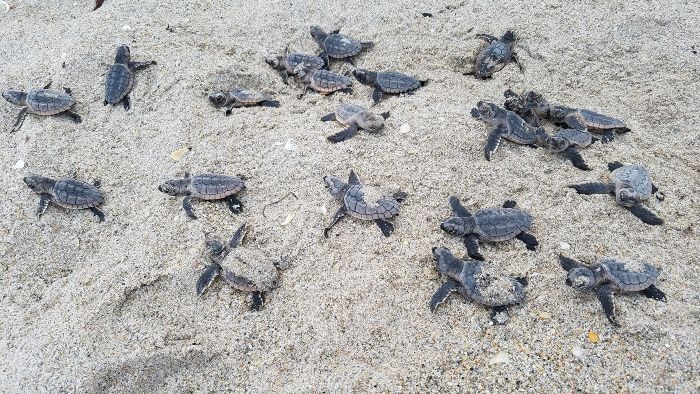 Loggerhead hatchlings on sand