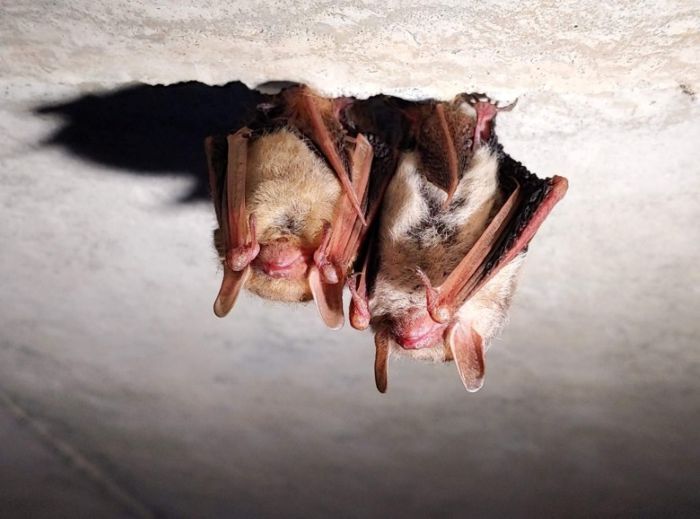 Close up of two tri color bats