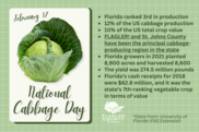 National Cabbage Day