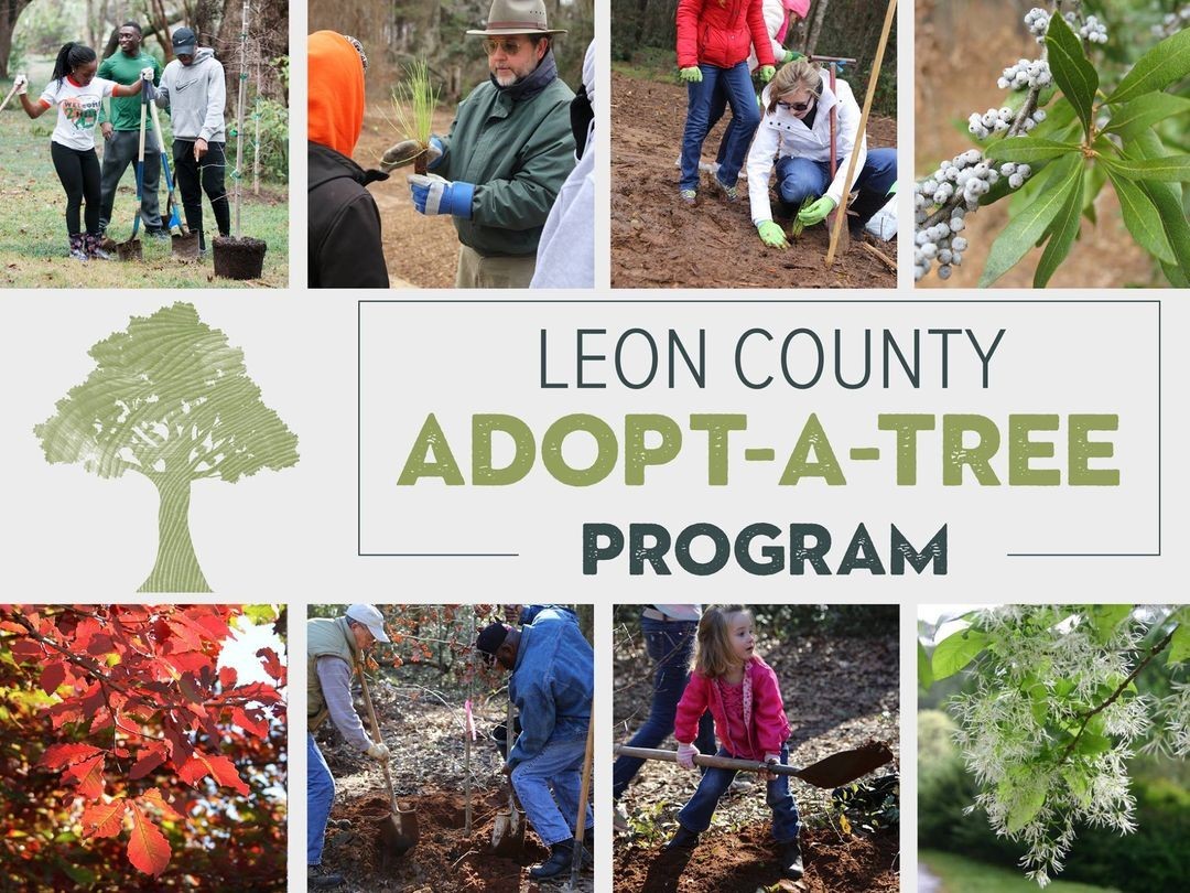 Plant for the Future with Leon County’s AdoptaTree Program