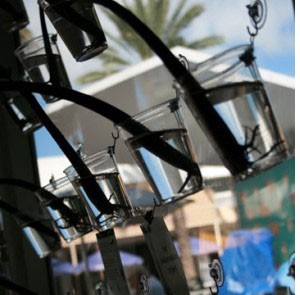 mangrove seedlings in clear plastic cups 