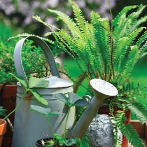 gardening still life