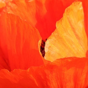 flower-close-up-1-1 (1)-r