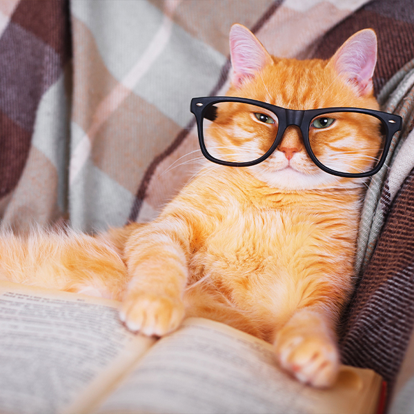 Cat Wearing Glasses