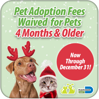 Home for the Holidays