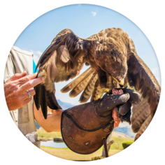 Animal trainer handling an eagle