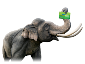 Elephant holding a library card in its trunk