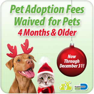 Dog and cat looking up