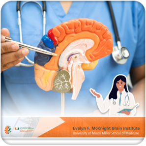 Doctor demonstrating brain model