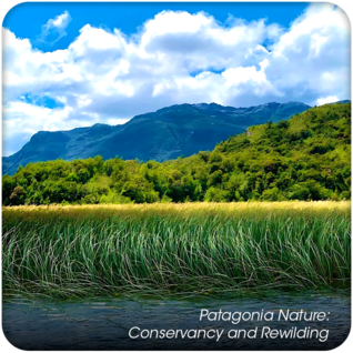 Patagonia Nature: Conservancy and Rewilding