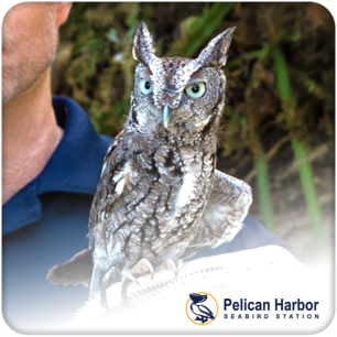 Mowgli the Eastern Screech Owl