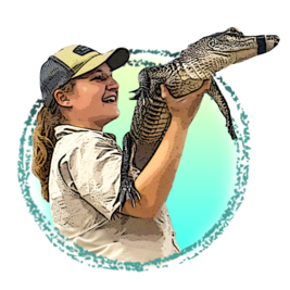 Animal trainer handling a baby alligator