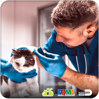 Veterinarian treating a cat