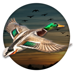 Flying duck