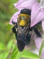 Bee pollinating flower