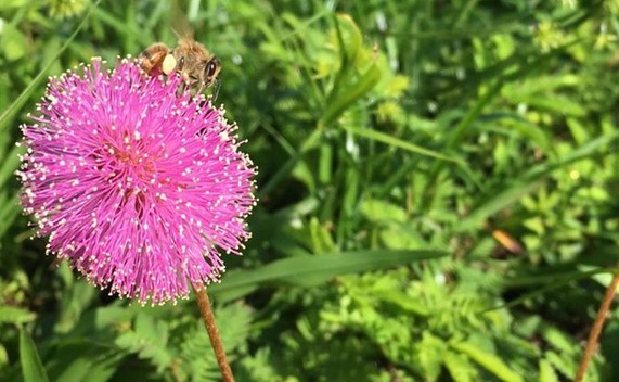 mimosa flower with a bee 