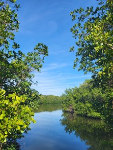 mangrove estuary 