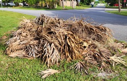 yard waste pile of palm fronds