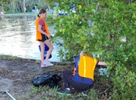 volunteers picking up trash in mangroves