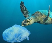 Sea turtle trying to eat a plastic bag