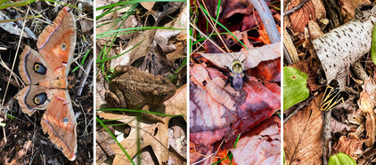 Insects and toad in leaves