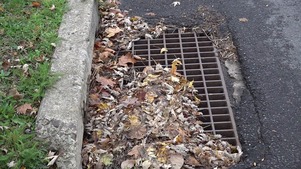 leaves on storm drain