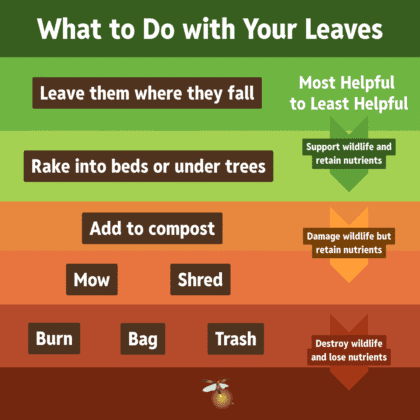 diagram to show leaving leaves versus throwing them out