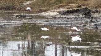 Birds foraging in the pond