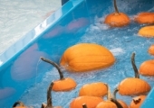 pumpkins floating in water on slide
