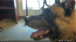 K9 officer on paused video screen with tongue out (aka adorable)