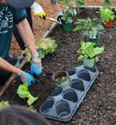 community garden