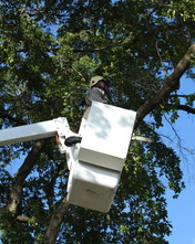 tree trimming