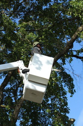 tree trimming