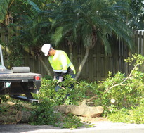 Public Works cutting tree