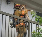 wsvn 7 image cover plantation fire rescue dogs