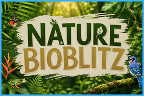 Bioblitz