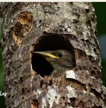 Bird in trunk of palm tree