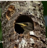 Bird in trunk of palm tree