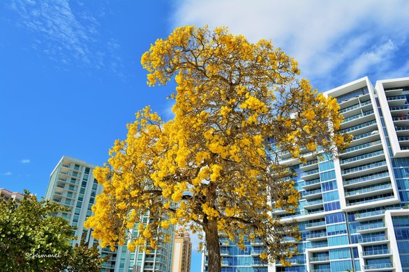 Schimmel - gold tree