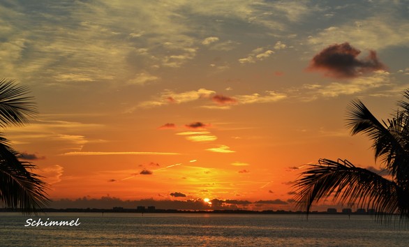 Schimmel - sunset with palm fronds