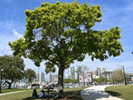 Tree - Bayfront Park