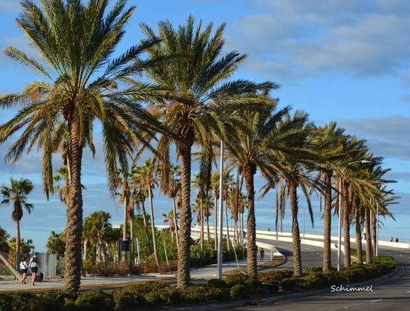 Schimmel - Palm trees along Ringling Bridge