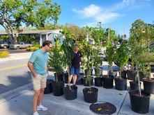 Gillespie Park 100th anniversary tree giveaway