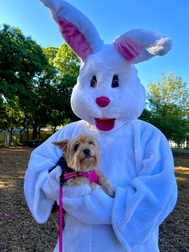 Hounds on the Hunt3 (2024)