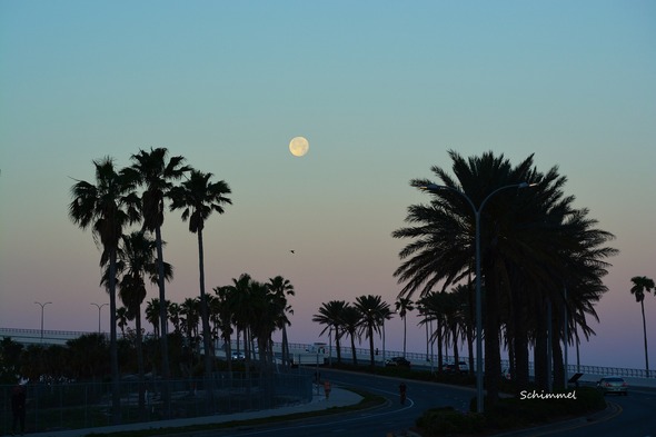 Ringling bridge - full moon